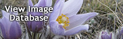 View Image Database