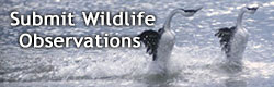 Submit Wild Species Observations